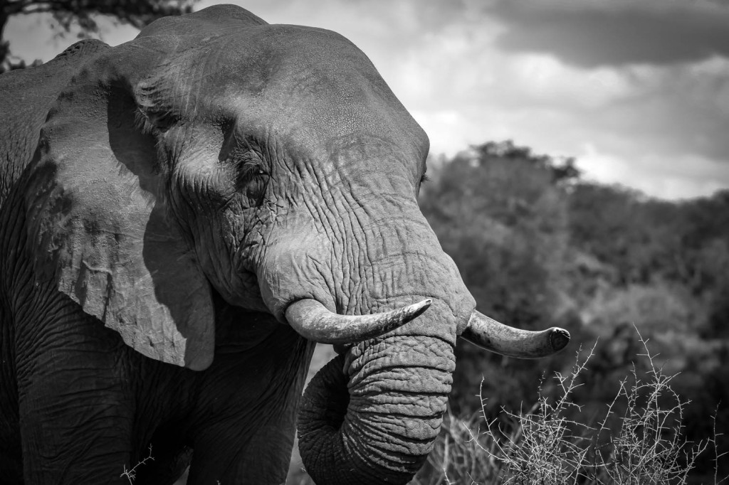 What is the Illegal Wildlife Trade?